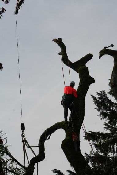 coupage-de-branches